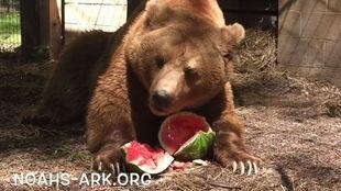 大熊二吃瓜视频,揭秘娱乐圈幕后故事