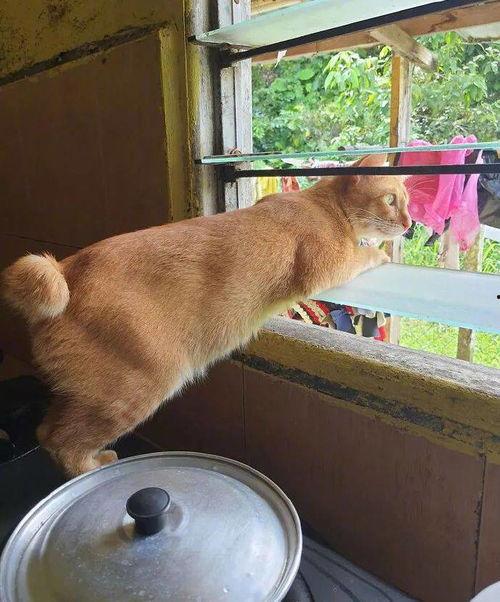 猫狗吃瓜图片,萌态十足，揭秘宠物界的“八卦风云”