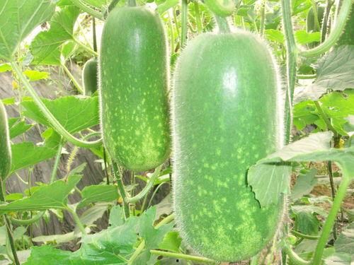 0.05吃瓜,揭秘瓜界那些不为人知的秘密