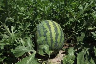 趴围墙上吃瓜,见证人间百态