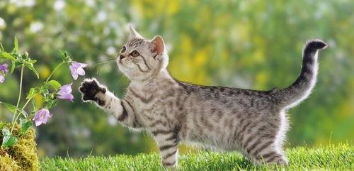 吃瓜瓢的猫,揭秘猫咪的“美食”世界