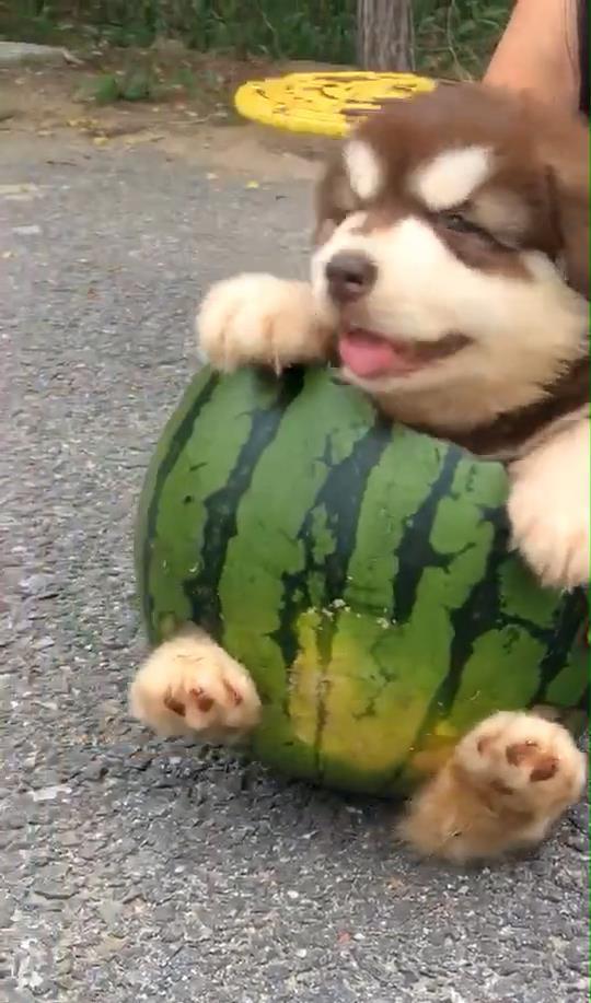 吃瓜视频狗,揭秘娱乐圈幕后故事