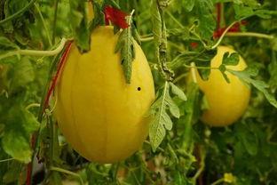 金楼吃瓜,揭秘吃瓜群众的狂欢盛宴