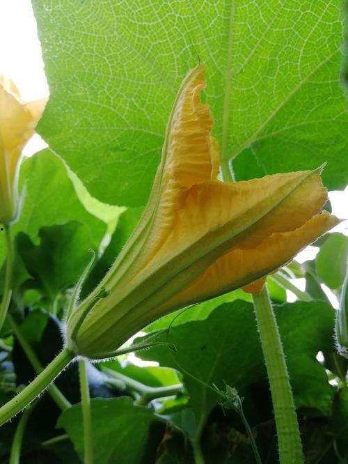 苏瓜花怎么吃,解锁美味新体验