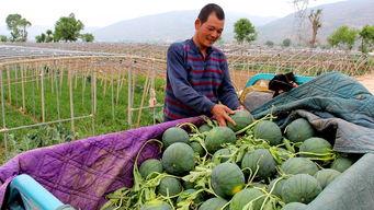 定远镇吃瓜,瓜香四溢，品味夏日田园风情