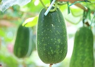 吃的瓜都有什么瓜,盘点那些令人垂涎欲滴的瓜类美食