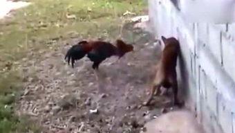 吃瓜侠胭脂,揭秘网络红人的魅力与争议