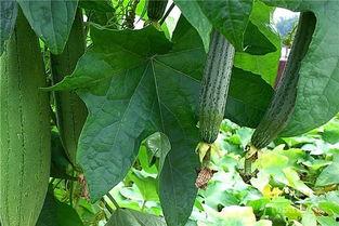 红色绿色青蛙吃瓜,一场别开生面的生态奇观