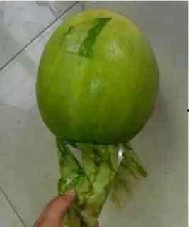 青海的吃瓜,探寻高原特色美食之旅