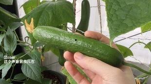 梦到下地摘瓜吃瓜,梦到下地摘瓜吃瓜的奇幻体验