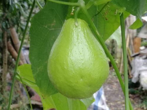 大勇吃佛手瓜,大勇的佛手瓜美食之旅