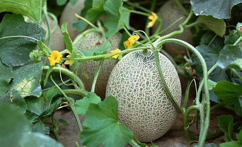 吃菠萝再吃哈密瓜,味蕾的双重盛宴