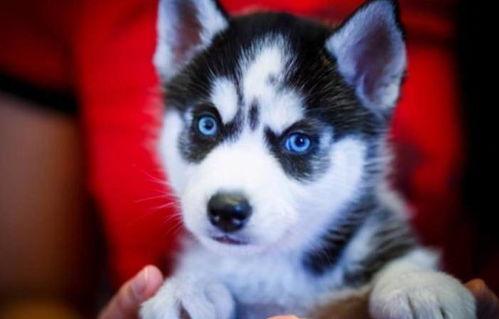 程十二哈士奇吃瓜,吃瓜界的“狂野小生”