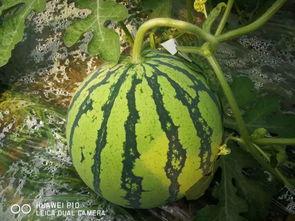 大瓜可以吃么,揭秘常见疑问与安全指南