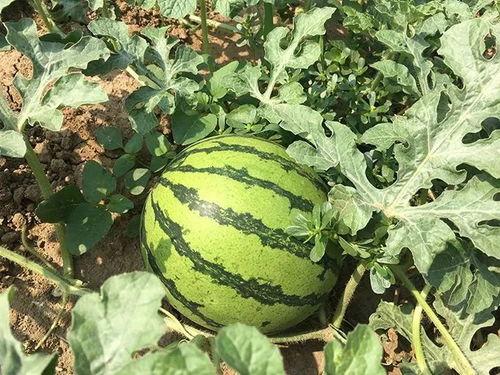 吃瓜重要性,揭秘网络时代下的舆论风向标