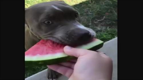 吃瓜样子图片搞笑大全