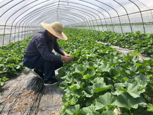 儿时吃瓜的记忆,回味那甜蜜的夏日时光