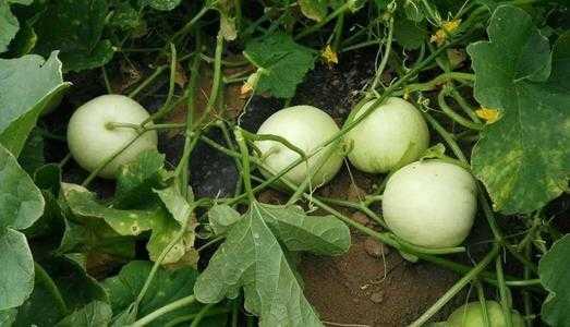 吃瓜一族,吃瓜一族带你领略明星幕后故事