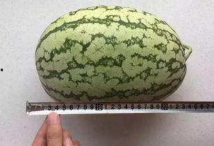 带你吃瓜发明,带你探索“带你吃瓜”现象背后的趣味与思考