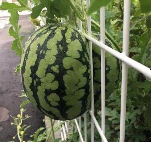 瓜友们吃瓜了怎么办,轻松应对吃瓜后的种种  第2张