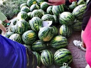 吃瓜校园,吃瓜群众眼中的校园风云录  第3张