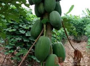 吊奶瓜怎么吃,解锁美味新体验  第2张