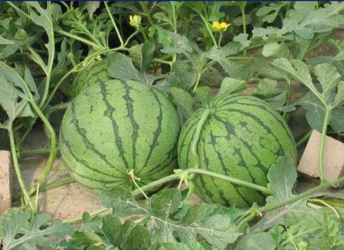 南铁吃瓜事件,揭秘网络舆论的风暴与反思